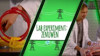 HOE WERKEN JE ZENUWEN  TOPDOKS LAB EXPERIMENT [upl. by Anawek246]