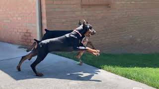 Doberman Puppies Playing [upl. by Wright]