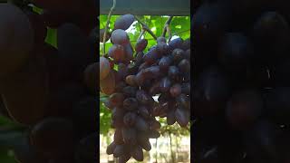 Baikonur new sudah merah menghitam fruit grape diarafarm [upl. by Mail]