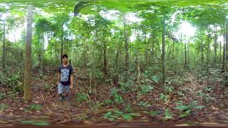 360º Video doTERRA Copaiba Essential Oil Sourcing [upl. by Siraval312]