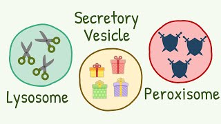 Lysosomes Peroxisomes amp Secretory Vesicles  Brothors from Same Mother [upl. by Sussna859]