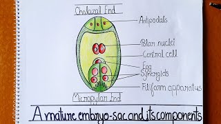 How to Draw Embryo Sac Well Labelled Diagram of Embryo Sac  Class 12  Embryo sac Figure [upl. by Oaoj]