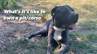 What it’s like to own a pit bull cane corso mix 😱 [upl. by Aleta]