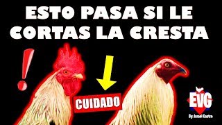 ¿Que Pasa Si le Cortas la Cresta a un Gallo IMPORTANTE [upl. by Woehick250]