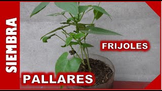 COMO SEMBRAR Y CULTIVAR PLANTAS DE FRIJOL PALLAR  PALLARES  EN MACETAS [upl. by Auliffe408]