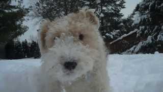 FELIX THE WIRE FOX TERRIER IN WINTER WONDERLAND [upl. by Jonme]