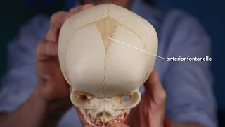 Fontanelle anatomy [upl. by Hoffmann]