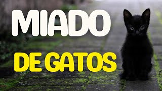 Gatos Miando uma coletânea dos melhores sons 1 HORA [upl. by Kensell]