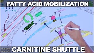 Fatty Acid Mobilization and Carnitine Shuttle Updated [upl. by Thill123]