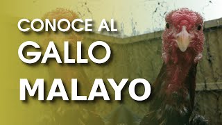 Razas de gallinas El sorprendente gallo malayo 🐔 [upl. by Jeanie]