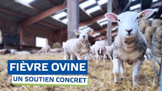 Fièvre ovine un soutien concret de la Région HautsdeFrance [upl. by Lohman79]