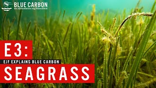 Blue carbon  How seagrass is our oceans wonder plant and their role in fighting climate change [upl. by Etat]