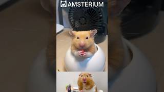 Cute hamster  Funny hamsters 15 funnypets [upl. by Odnam]