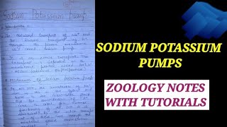 SODIUM POTASSIUM PUMP IN HINDI sodiumpotassiumpump bsc1styearzoology msczoologynotes zoologynot [upl. by Leinod862]