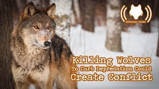 Killing Wolves To Curb Depredation Could Create Conflict 512 [upl. by Sugden70]