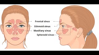 PARANASAL AIR SINUSESFRONTAL MAXILLARY ETHAMOIDAL SPHINOIDAL SINUSHEAD AND NECK ANATOMY IN TAMIL [upl. by Anertak]