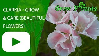 Clarkia  grow and care Beautiful flowers [upl. by Igic]