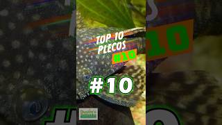 TOP 10 PLECOS 10 [upl. by Tallu]