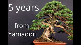 How to make bonsai in a few years [upl. by Blackman]