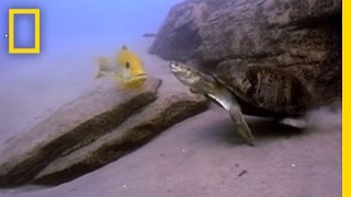 Fish vs Turtle  National Geographic [upl. by Neddie]