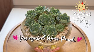 Vlog 126  091024 Variegated Wine Peach Care [upl. by Azeret]