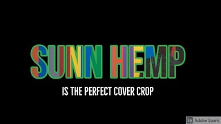 Growing Sunn Hemp as a cover crop in Florida [upl. by Hillell]