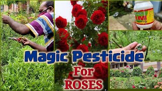 Apply this Magic Pesticide on Roses for solution of Every kind of Problem in Monsoon Season [upl. by Bajaj]