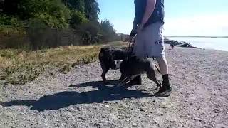 PIT BULL VS ROTTWEILER FIGHT VICIOUS PIT ATTACKS ROTT [upl. by Enaz404]