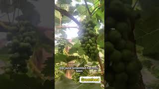 Greenfeed Performance on Shine Muscat Grapes in Liaoning20240630 [upl. by Nnyleitak594]