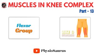 Knee flexors  Knee complex  Flexor muscles in knee joint [upl. by Nylyrehc]