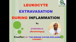 Leukocyte Extravasation  Inflammation [upl. by Llemhar]