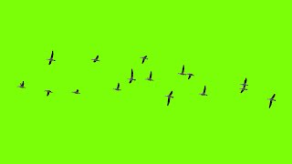 Green Screen Birds Flying HD Animation [upl. by Renrew493]