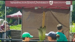 Rare corpse flower blooms  Live stream [upl. by Korff257]