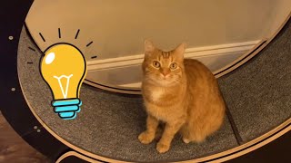 MY CAT TOOK AN IQ TEST [upl. by Farr]