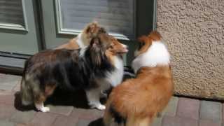 Aratone Shelties our girls [upl. by Irwin879]