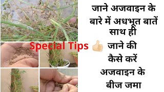 How to harvest ajwainAjwain Tips Care of AjwainCarom Seeds care and harvesting [upl. by Neeluqcaj]