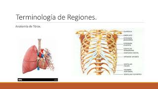 Terminología Asociada a Movimientos Planos y Regiones Anatómicas [upl. by Feinberg]