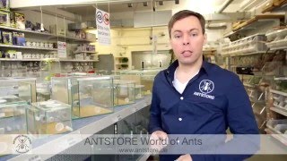 ANTSTORE  Beratung für Einsteiger in die Ameisenhaltung [upl. by Lipfert]