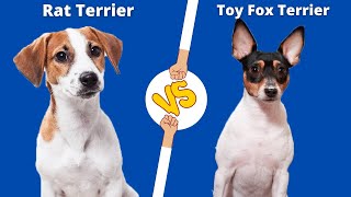 SMALL DOG BATTLE  THE RAT TERRIER VS TOY FOX TERRIER [upl. by Martita]