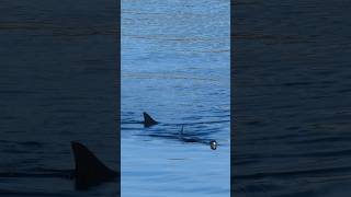 Basking Shark 🦈 Shetland shark shetland scotland [upl. by Canty606]