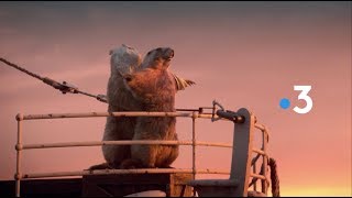 France 3 Marmots Idents 2018 HD [upl. by Lyndsey]