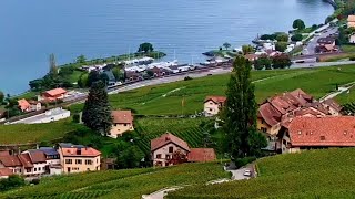 Vendanges à Lavaux  De la vigne au panier 🍇🇨🇭 suisse shorts festival lavaux vendanges [upl. by Nodlew717]