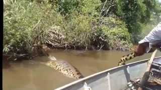 Anaconda 28 Movie CLIP  River Style 1997 HD [upl. by Oiznun]