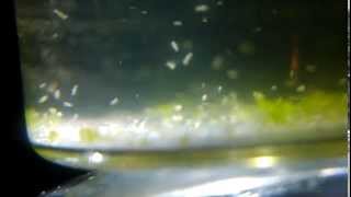 Live Rotifers for clownfish larvae cultures Ltype [upl. by Retsam85]