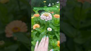 When to harvest your Zinnias [upl. by Allenad843]