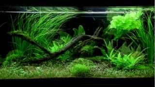 Layout 61 180L by Tropica [upl. by Siramaj]