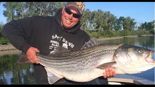 MASSIVE STIPER CATCH Sacramento River Striper Fishing Guides Dave Jacobs Fishing Guides Services [upl. by Ashwell]