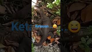 jalan pelan2 ketauan juga🤣🤣🤣 [upl. by Ettenil]