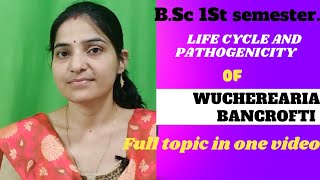 Life cycle and Pathogenicity of Wucheria bancrofti BSc 1st semesterMicrofilaria in bloodgnb [upl. by Ayenet]