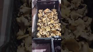 Toscana porcini zero moltissimi altri funghi aspettiamo la prossima buttata di boletus 👌🍄 [upl. by Iinden]